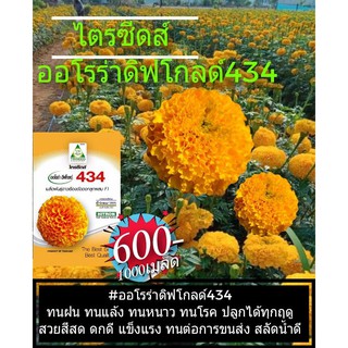 เมล็ดพันธ์ดาวเรืองไตรซีดส์ 1ซองบรรจุ1000เมล็ด