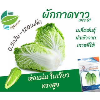 ผักกาดขาว เจเจ-61 (Chinese​ Cabbage​)​