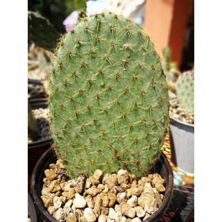 Opuntia Scheerii หมีทอง ขนาด 7นิ้ว(N)