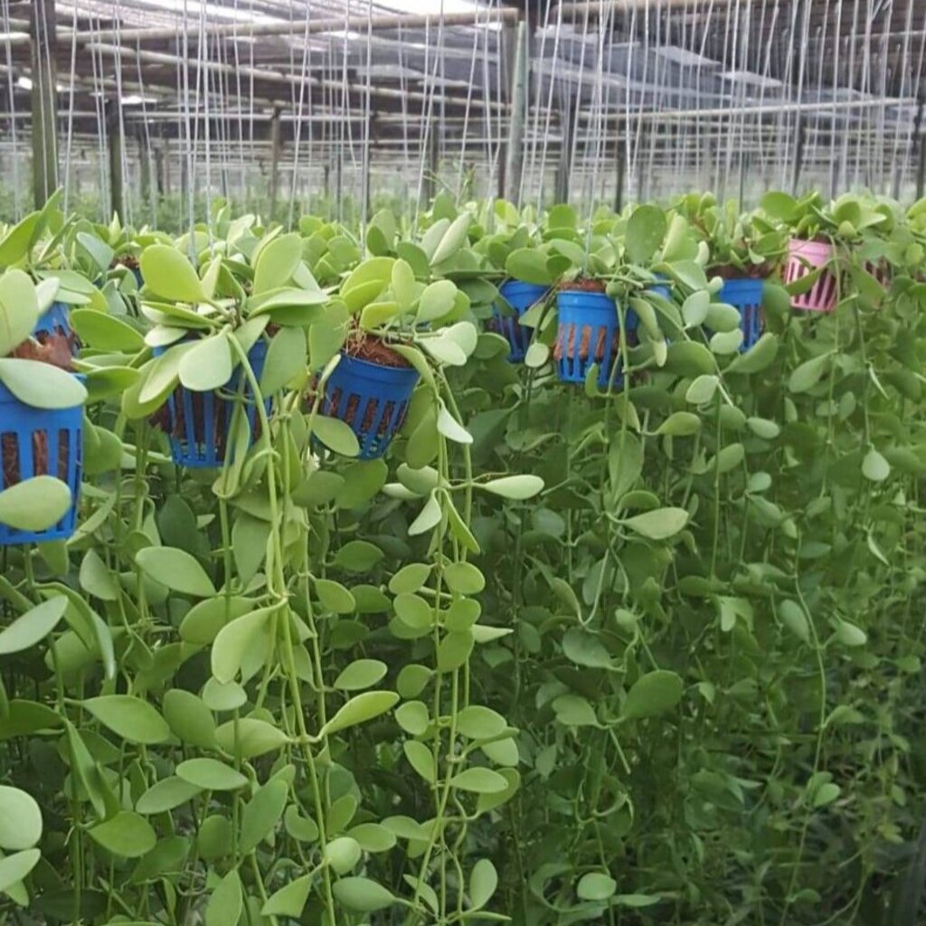 มุมมอง 2