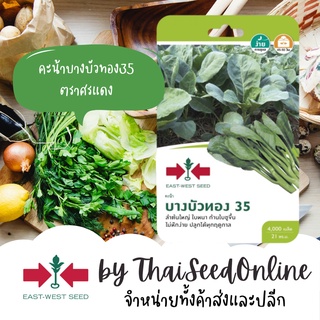 GGEW เมล็ดพันธุ์ซฟ คะน้าบางบัวทอง35 4000เมล็ด ตราศรแดง Kale a.k.a. Chinese Broccolli คะน้ายอด