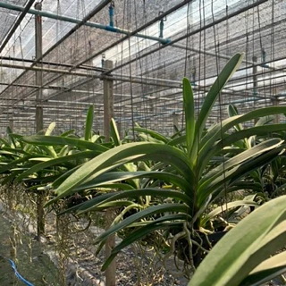 กล้วยไม้ แวนด้า ปากช่องบลู ต้นไซส์กลาง Vanda Pakchong Blue medium size