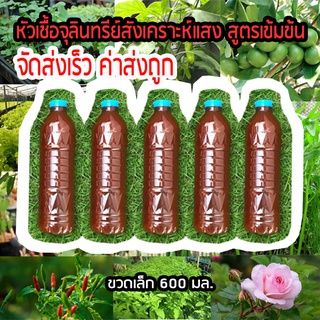 หัวเชื้อจุลินทรีย์สังเคราะห์แสงเข้มข้น ขวดเล็ก 600 มล. ตรึงไนโตรเจน เร่งการเจริญเติบโต รากพืชแข็งแรง