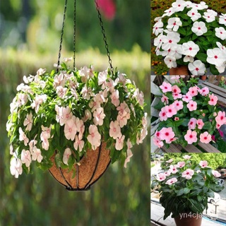 （อัตราการปลูกสูง）50 Pcs Bonsai Bunga Benih Bunga Tapak Dara Benih  Bunga-Bunga Benih Luar Loji Periuk Balkoni Flower See