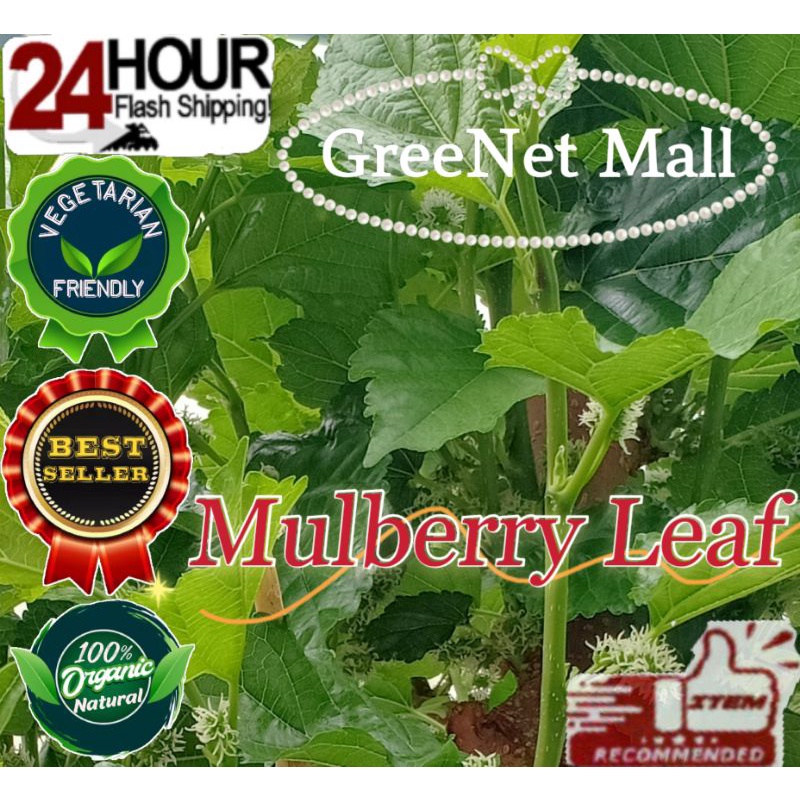 ️ อาหารใบหม่อน Mulberi สําหรับกุ้ง Pleco Crayfish (15g)