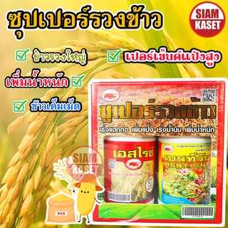 สุดยอดฮอร์โมนบำรุงข้าว สะท้านทุ่ง และ ซุปเปอร์รวงทอง สุดยอดธาตุรอง-เสริมในนาข้าว เร่งการเจริญเติบโต ออกรวงสุด รวงสวย