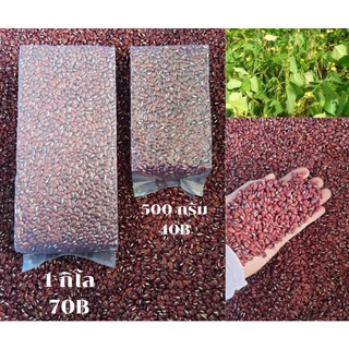 ถั่วนิ้วนางแดง 1 กิโลและ500กรัม ปลอดสารส่งตรงจากสวนผลผลิตจากชุมชนบ้านเปียงใจ(ถั่วใหม่ปีนี้2565)