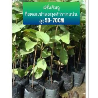 ฝรั่งกิจูกิ่งตอนจากต้นแม่ที่สมบูรณ์ที่สุดชำลงถุงพร้อมส่ง