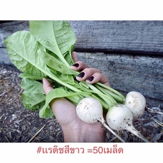 ถูก ใหม่ สายพันธุ์เมล็ดพันธุ์ แรดิชสีขาว (Hailstone Radish Seed) บรรจุ 50 เมล็ด คุณภาพดี ราคาถูก CLJP