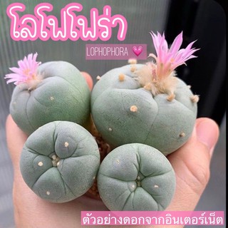 💗🌵โลโฟโฟร่าแคคตัส 🌵 LOPHOPHORA ต้นขนาด1-2 cm กลมๆน่ารักวัยกำลังโต ผิวนุ่มนิ่มไม่มีหนา ดีต่อใจ 😍🎉