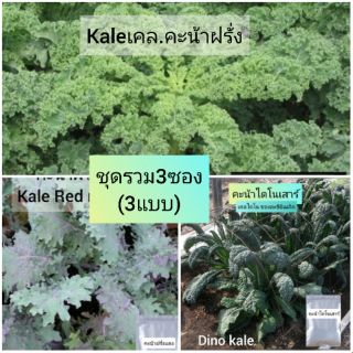 Kale เคล เมล็ดชุด3แบบ🌱/ ชนิดละ1 ซองละ50 เมล็ด