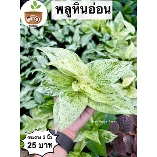 พลูราชินีหินอ่อน จัดส่ง 2 ต้นขึ้นไป คละแบบได้ *โปรดอ่านก่อนสั่งซื้อ