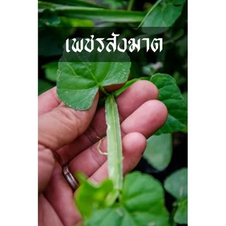 เพชรสังฆาต ต้นไม้สำหรับปลูกพร้อมลงดิน