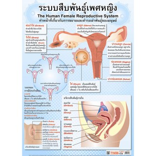 โปสเตอร์เรื่องระบบสืบพันธุ์เพศหญิง #EP-216  โปสเตอร์พลาสติก โปสเตอร์สื่อการเรียนรู้