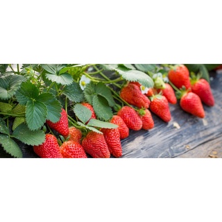 เมล็ดพันธุ์สตอเบอรี่ยักษ์ 500 เมล็ด Sweet Strawberry Seeds Fruit Seeds เมล็ดพันธุ์แท้ ปลูกง่ายปลูกได้ทั่วไทย