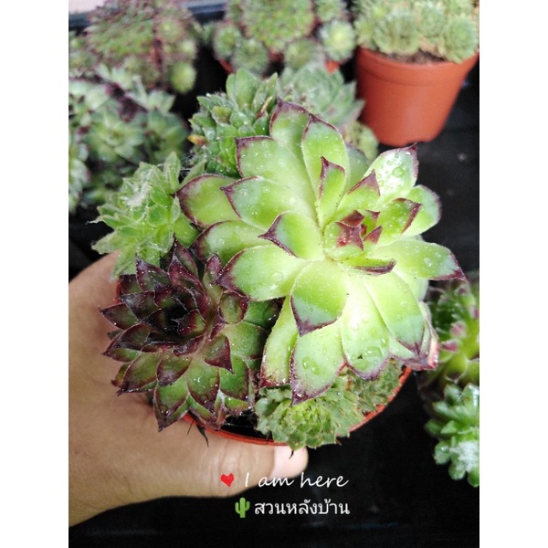 Sempervivum​ mix​ กุหลาบ​หิน​ ไม้อวบน้ำ