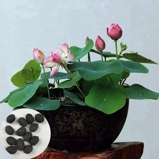 เมล็ดบัว เมล็ดบัวจิ๋ว ของแท้ 100% ดอกดกทั้งปี เมล็ดพันธ์ุบัวพันธุ์แคระ พันธุ์เล็ก ดอกบัว ปลูกบัว เม็ดบัว สวนบัว