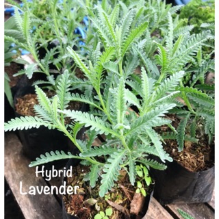 ลาเวนเดอร์ Lavender...พันธุ์Goodwin/พันธุ์Dentata/พันธุ์Hybrid /พันธุ์Goodwin hybrid/พันธุ์English