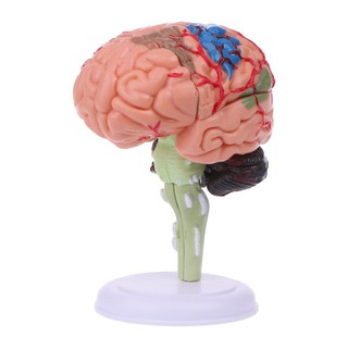 4D Disassembled Anatomical Human Brain Model Anatomy Teaching Tool 2OH1