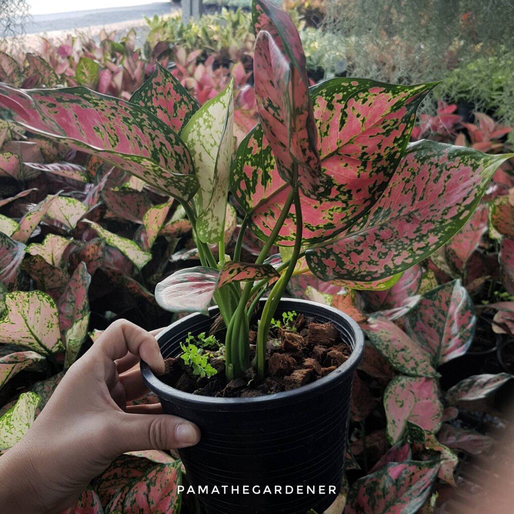 มุมมอง 4