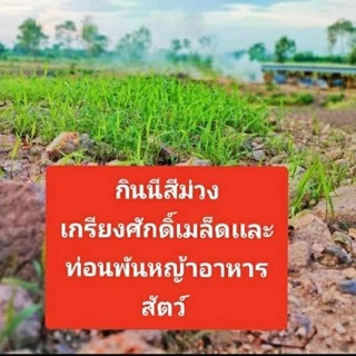 #เมล็ดหญ้ากินนีสีม่วง พร้อมปลูกเดือน มค.ปี 69 เป็นต้นไป#หญ้ากินนีสีม่วง #เกรียงศักดิ์เมล็ดและท่อนพันธุ์หญ้าอาหารสัตว์