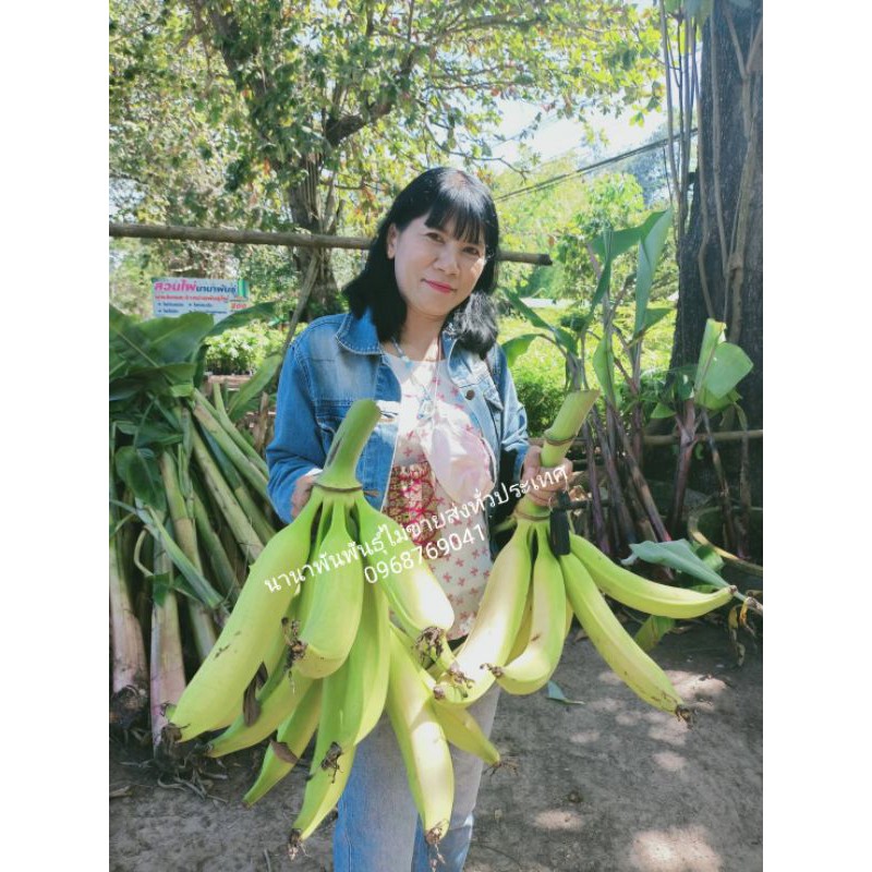 🍌🍌#ต้นหน่อกล้วยงาช้าง   กล้วยลูกใหญ่ ยาว หน่อสวยพร้อมปลูกค่ะ