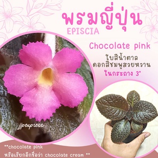 พรมญี่ปุ่น "ช็อกโกแลต พิ้งค์" (Chocolate Pink) ดอกสีชมพูหวาน ใบสีเขียวน้ำตาล สวยมาก ปลูกง่าย โตไว ค่าส่งถูก