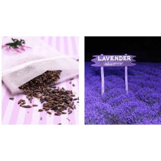 เมล็ด ดอกไม้ ลาเวนเดอร์  แท้นำเข้า ลอนดอน %การงอกสูงสุด  50 seeds - LAVANDULA ANGUSTIFOLIA - English Lavender