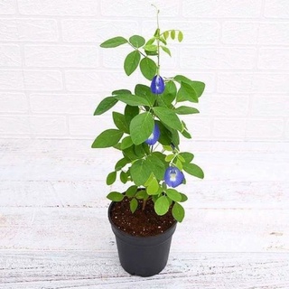 💥ซือ (3 แถม 1 )กระถาง ต้นดอกอัญชัญ กระถาง 4นิ้ว 🪴🌸 Butterfly pea plant 4 inch pot (buy3 get 1 free) #สมุนไพรต้านมะเร็ง