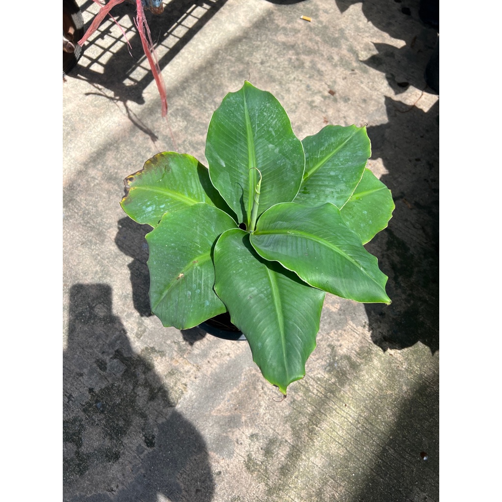 มุมมอง 2