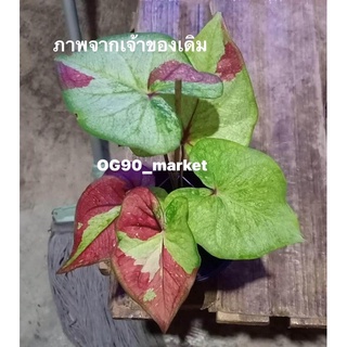 บอนสี รักเธอเสมอ อยู่ในชุดมหาเศรษฐี มหาเทวี ป้ายแล้ว