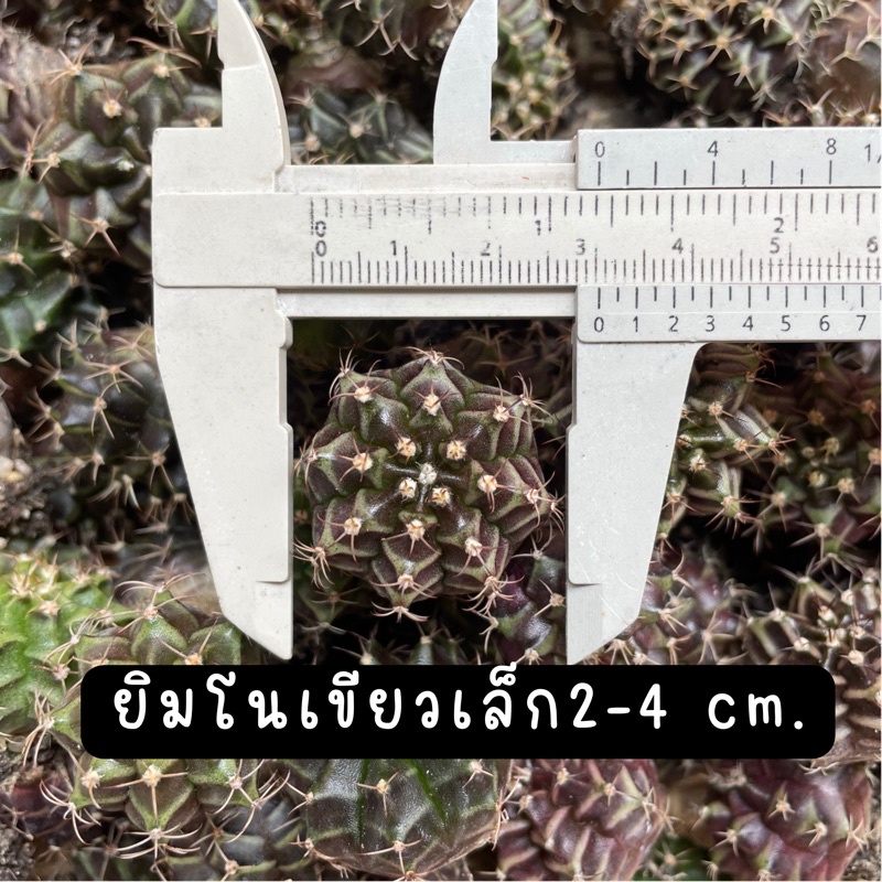 !! ต้นละ 2 !! ยิมโนเขียวไซซ์เล็ก 1-2 cm. ไม้เมล็ดมีเชื้อด่าง เชื้อทีเร็กซ์