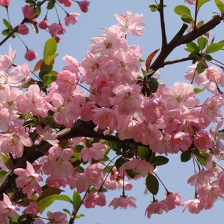 เมล็ดพันธุ์ ต้นไห่ถัง เมล็ดบอนสี Mix Crabapple Flower Seeds บรรจุ  เมล็ด เมล็ดพันธุ์แท้ เมล็ดดอกไม้ ต้นดอกไม้ ต้นบอนไซ