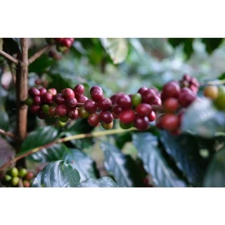 PB Peaberry Full city+ Roast 1,000g. พีเบอรี่” คั่วกลางค่อนเข้ม ดอยปางขอน”ส่งไว คั่วสดใหม่