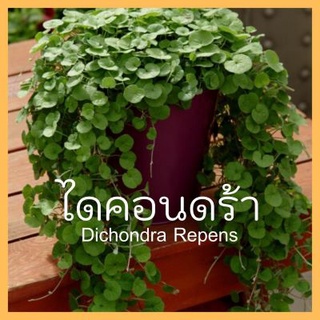 เมล็ดพันธุ์พืชดอกไม้  ไดคอนดร้า รีเพนร์ 300 มล็ด Dichondra Repens seed เมล็ดพันธุ์แท้ ราคาถูก คุณภาพดี ปลูกง่าย