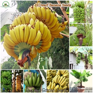 ถูก ใหม่ สายพันธุ์เมล็ดพันธุ์ กล้วยแคระ Rare Mini Dwarf Banana Seeds พันธุ์ไม้หายาก ต้นผลไม้ บอนไซ ไม้ประดับ ต้นไม้แค TE