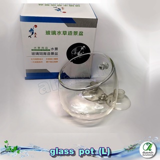 Glass pot / แก้วปลูกไม้น้ำแบบติดกระจก