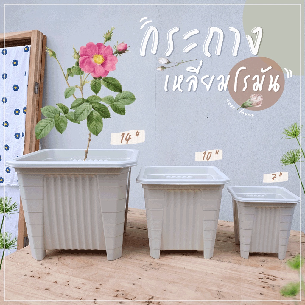 กระถางสี่เหลี่ยม กระถางกุหลาบ กระถางทรงโรมัน พลาสติกเนื้อหนา ขนาด 14 นิ้ว " แถมฟรี !! ถาดรอง "