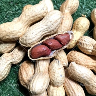 ถั่วลิสง Peanut เกรดA นำเข้า อาหารนกแก้ว อาหารหนูแฮมสเตอร์ และสัตว์ฟันแทะ (แบ่งขาย 500G / 1KG)