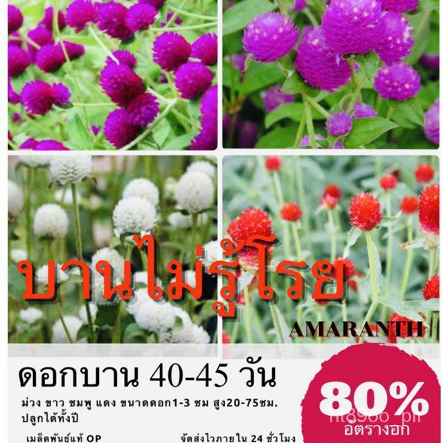 My Image 31