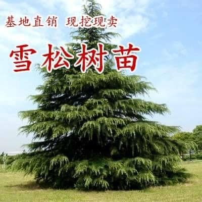 ต้นสนซีดาร์ (Cedrus deodara (Roxb.) G. Don)หรือต้นสนคริสมาสนิยมปลูกประดับใบมีกลิ่นหอมทรงพุ่มสวยงาม