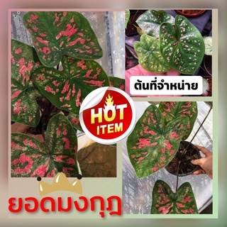 บอนสียอดมงกุฎลุ้นด่าง🍀🌸🍀กำลังกัดสี ไม้แรไอเท็มอีกตัว🍀🌸 จัดส่งทั้ง