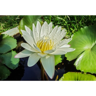 10 เมล็ด เมล็ดบัว สีขาว นำเข้า บัวนอก สายพันธุ์เมล็ดบัว Waterlily Nymphaea Seeds