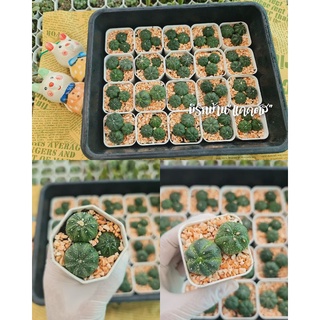 แอสโตรไฟตัม Astro แคคตัส cactusพร้อมส่ง