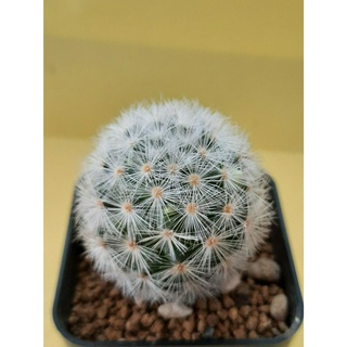 แมมมิลาเรีย คามิเน่ขาว Mammillaria carmenae แคคตัส ไม้สะสม ไม้เมล็ด สวยๆ