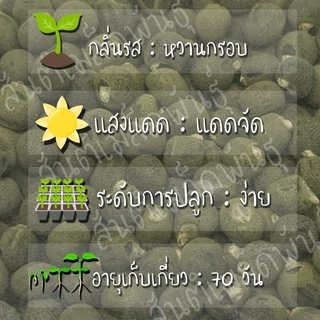เมล็ดพันธุ์ กระเจี๊ยบมอญ สีแดง 30 เมล็ด Red Burgundy Okra Seed เมล็ดพันธุ์แท้ นำเข้าจากต่างประเทศ ปลูกผัก สวนครัว ถูกดี
