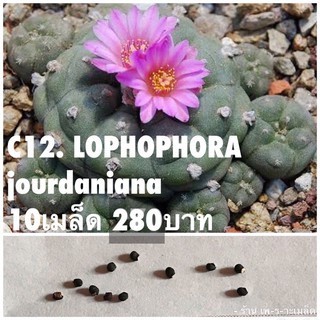 c12. LOPHOPHORA jourdaniana 10เมล็ด 280บาท