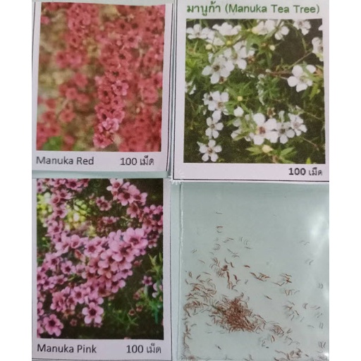 Leptospermum Scoparium Manuka, Myrtle Flowers Roses for Honey Seeds เมล็ดพันธุ์ มานูก้า