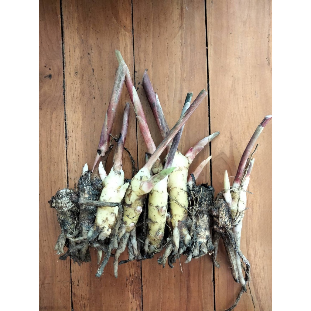 ขิงประดับ 6สีให้เลือก(เหง้า)ความงามที่กินได้ ขิงดอกขาว ขิงดอกเขียว ขิงดอกเหลือง ขิงไข่มุก ขิงกระต่าย - รูปที่ 4