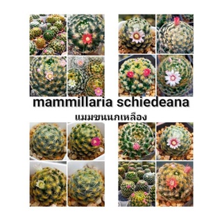 เมล็ดแมมขนนกเหลือง M.Schiedeana 50 seeds ดอกสีแดง,ดอกสีลายขีด,ดอกสีชมพู,ดอกสีอมม่วง,ดอกสีโอรส,ดอกสีขาว Mix color